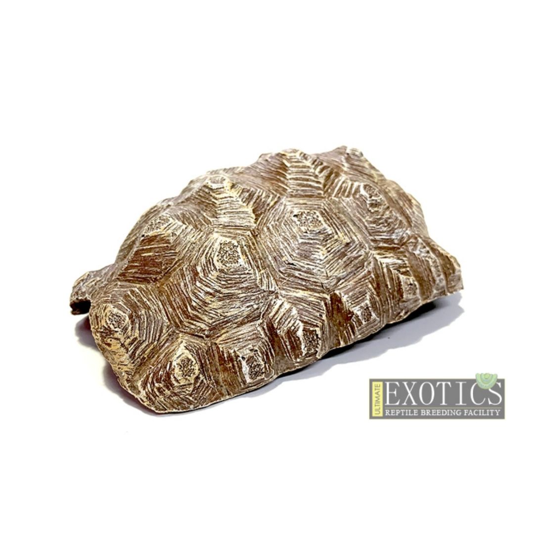 Resin Tortoise Shell – Medium