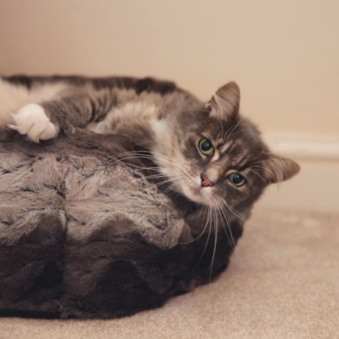 Rosewood Grey & Cream Snuggle Plush Round