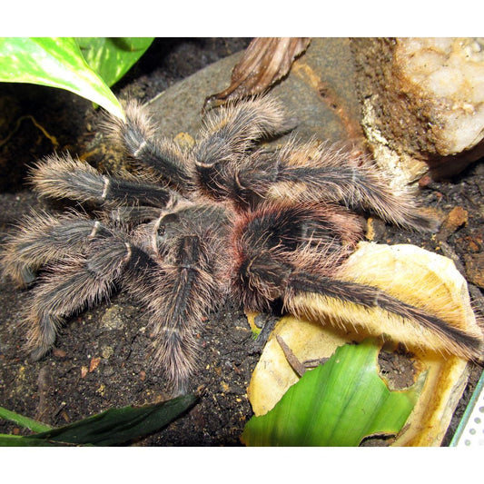 Lasiodora parahybana - Salmon Pink Bird Eater Tarantula (Sling)
