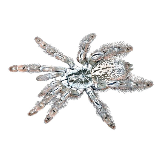 Heteroscodra Maculata - Togo Starburst Tarantula (Sling)