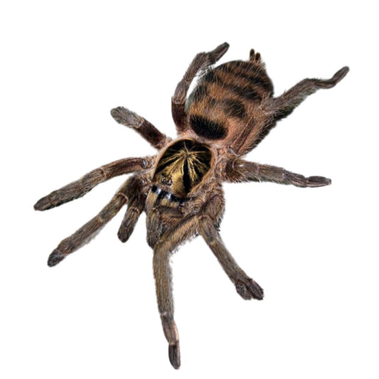 Neoholothele incei - Trinidad Olive Tarantula (Sling)