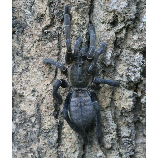 Cyriopagopus longipes - Vietnamese Earth Tiger (Sling)